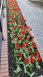 Close up of red flowers