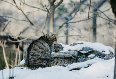 Wild cat from behind sitting on snow