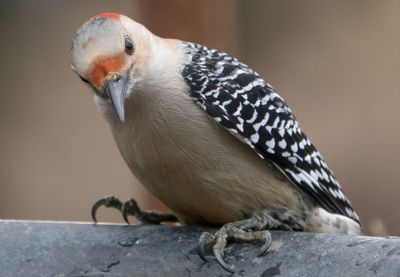 Close-up of bird perching on rock