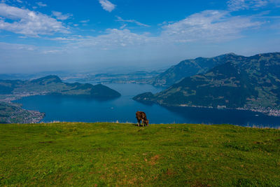 House cows grazing in the swiss mountains.