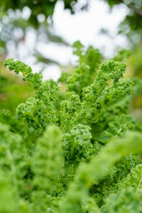 Close-up of fresh green plants