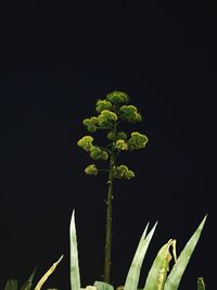 Plants growing at night