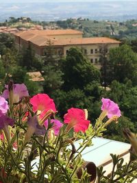 Close-up of pink flowering plant against building