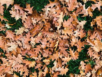 Full frame shot of fallen maple leaves