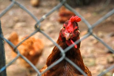 Close-up of a bird on a fence