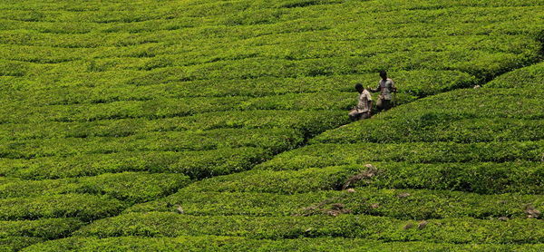 Men on tea garden field