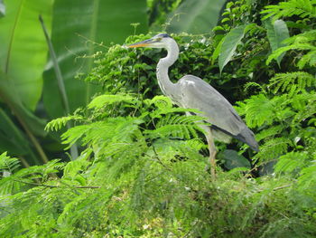View of bird perching on plant