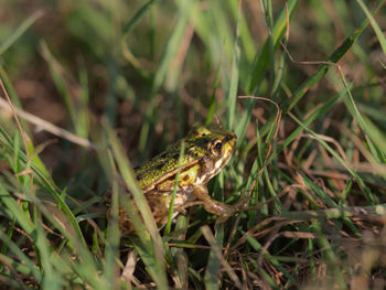 Close-up of lizard on land