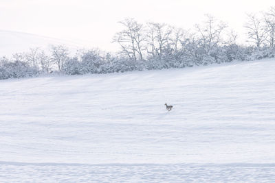 Scenic view of snow covered field