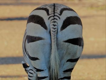 Close-up of a zebra