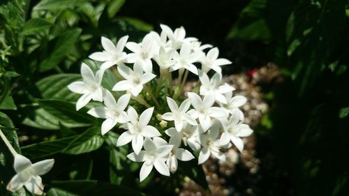 Close-up of white flowers blooming outdoors