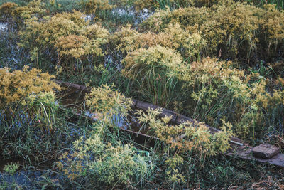 Plants growing on land in forest