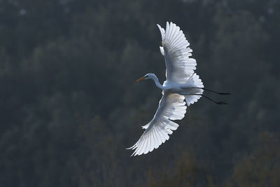 Low angle view of great egret flying against tree