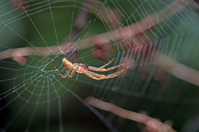 Close-up of spider on web