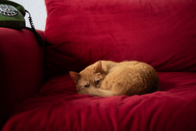 Cat sleeping on bed