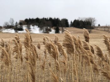 Panoramic shot of stalks in field against sky