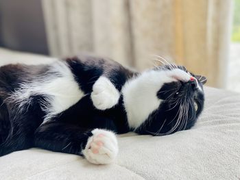 Close-up of a cat sleeping