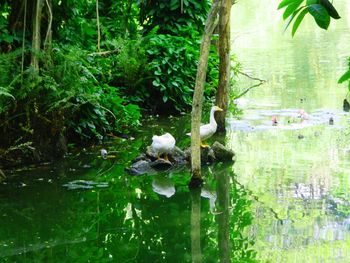 Duck swimming in a lake