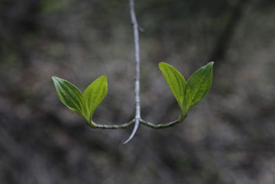 Close-up of green leaves