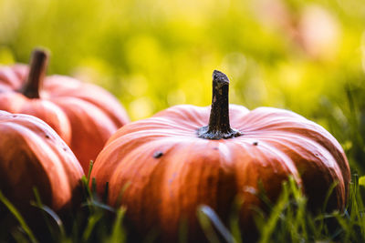 Three little pumpkins on a wooden table with beautiful blurred colorful background