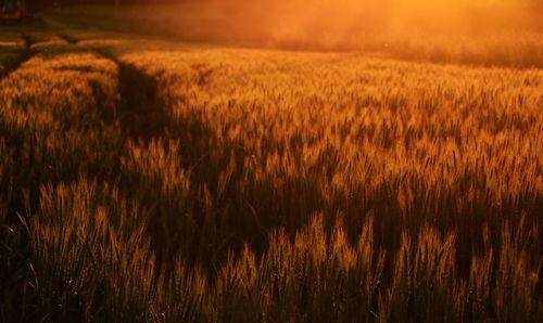 Scenic view of wheat crop