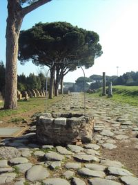 Trees growing on landscape