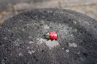 High angle view of ladybug