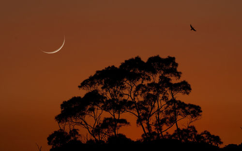 Low angle view of silhouette tree against sky during sunset