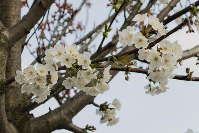 Close-up of cherry blossoms in spring