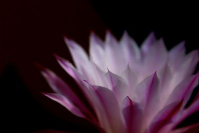 Close-up of pink flower over black background