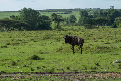 Profile of a wildebeest  in a field