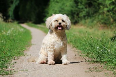 Portrait of dog sticking out tongue on land