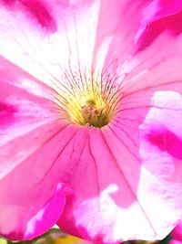 Close-up of pink flower