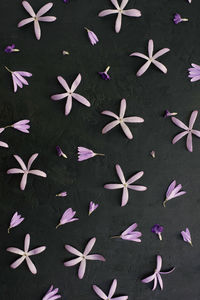 High angle view of pink petals on leaves