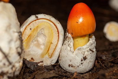 Close-up of mushrooms growing on field
