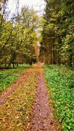 Footpath amidst trees during autumn