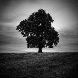 Trees on landscape against cloudy sky