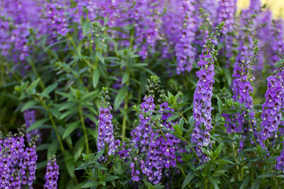 Close-up of purple flowering plants
