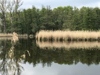 Reflection of trees in lake against sky