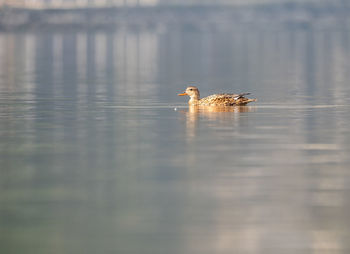 Close-up of bird in lake