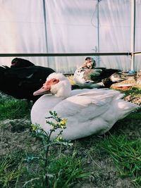 View of birds by the grass