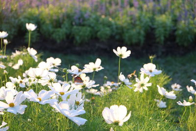 Close-up of white flowers blooming in field