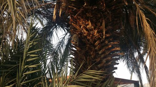 Low angle view of palm trees against sky