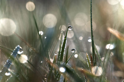 Close-up of plants against blurred water