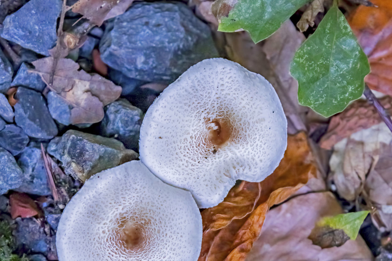 HIGH ANGLE VIEW OF LEAVES ON ROCKS