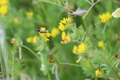 Close-up of yellow flowering plant