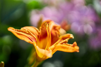 Close-up of orange flower
