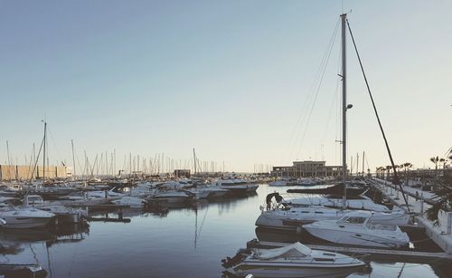 Sailboats in marina