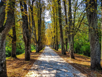 Dirt road amidst trees in forest