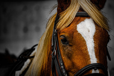 Close-up of horse standing outdoors